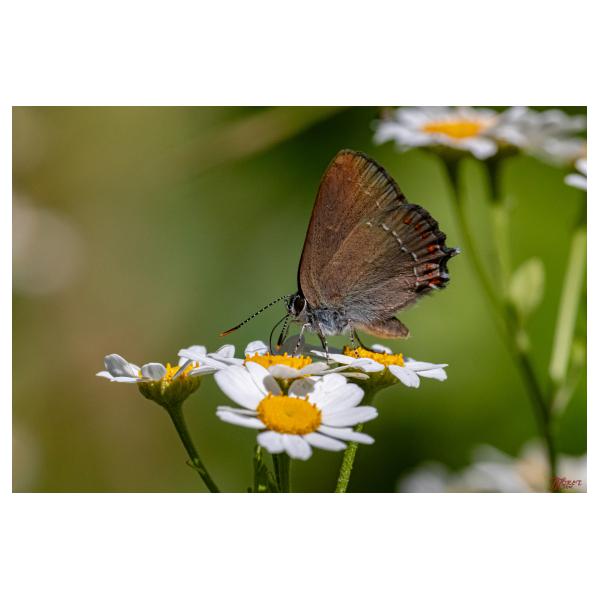 PHOTO84, CLUB, 84 , LUBERON